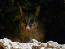 Opossum - Australie